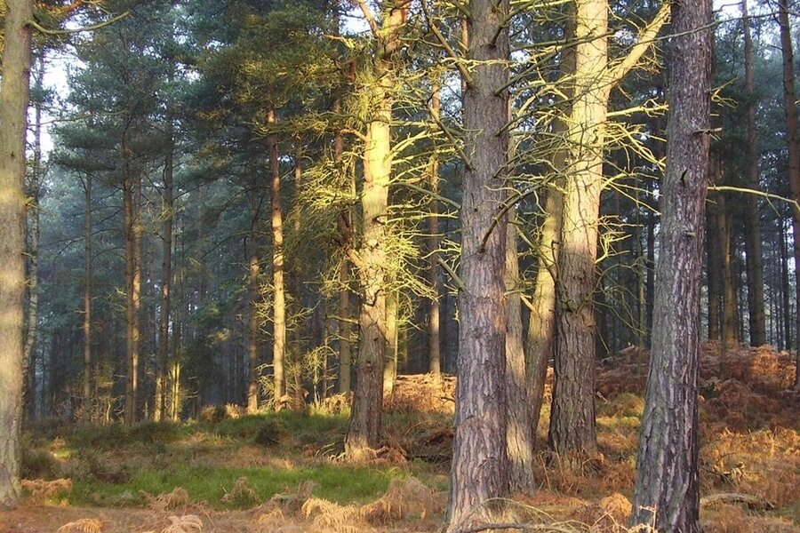 Devilla Forest. Image by Visit Scotland visitscotland.com