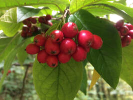 Berries in Colinton Dell