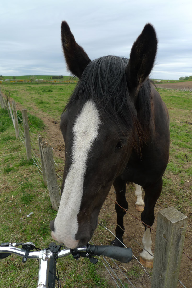 A horse at Coltfield in Moray
