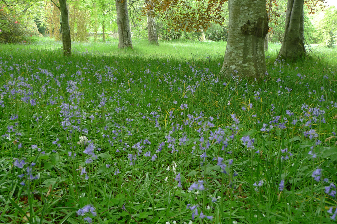 Bluebells in the woods of Brodie Castle