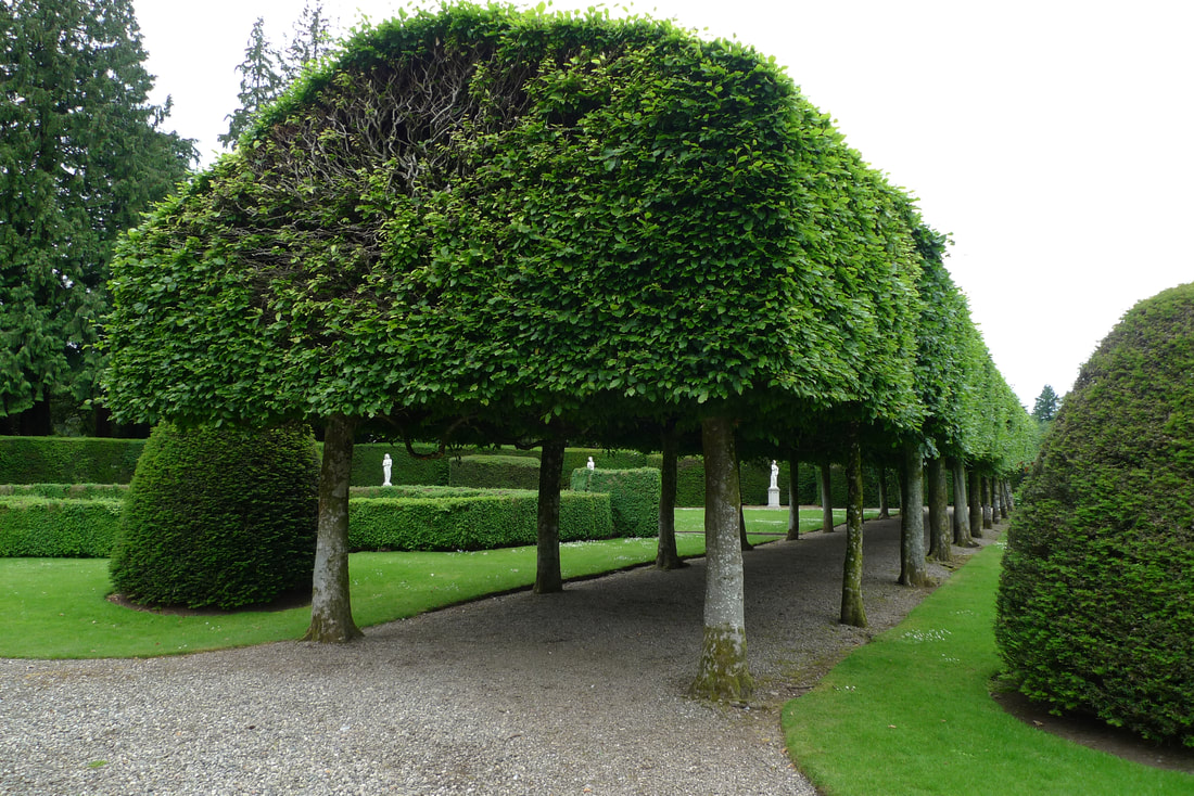 The tree canopy at Glamis Castle. A row of trees on each side of a path. The trees form a canopy a cannopy