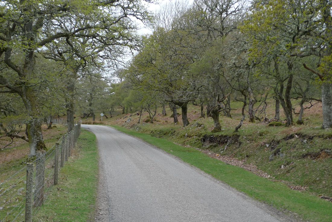 A woodland section of the A897 road in Sutherland, Scotland