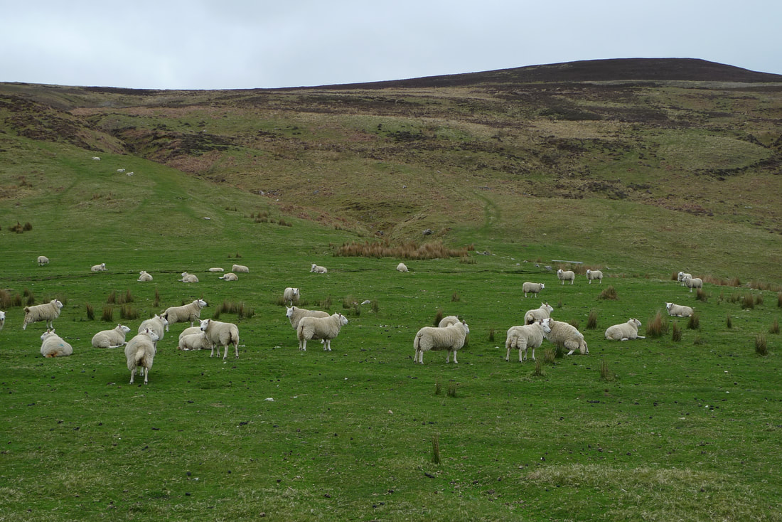 Sheep in a field in Kildonan. Most are standing, some are sitting