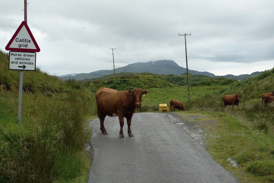 A cow blocking the road on Luing