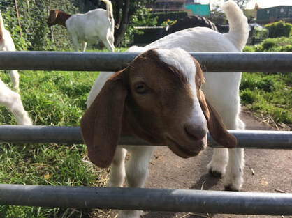 Goats at LOVE Gorgie farm