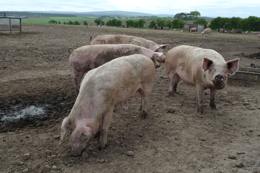 Pig farm near Elgin