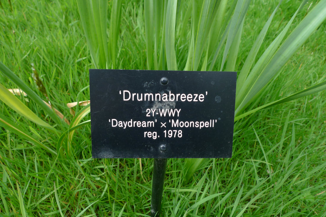 A daffodil label at Brodie Castle, for Drumnabreeze