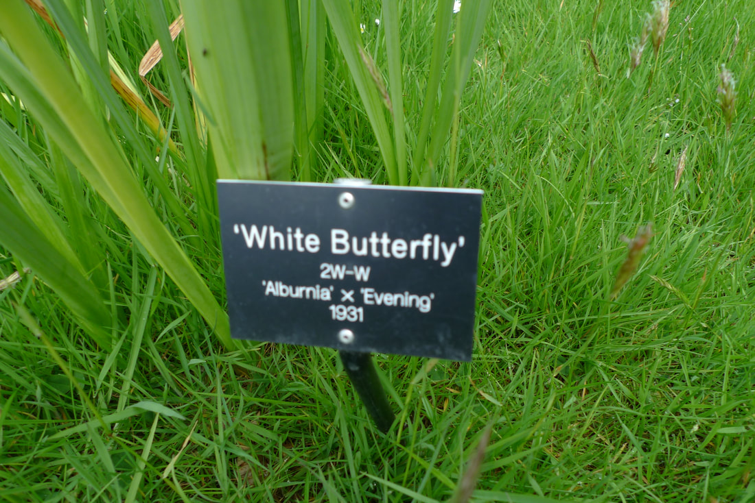White Butterfly label for a daffodil variety at Brodie Castle