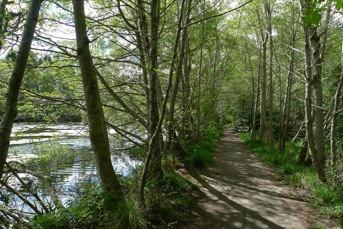 A path  around the pond at Brodie Castle