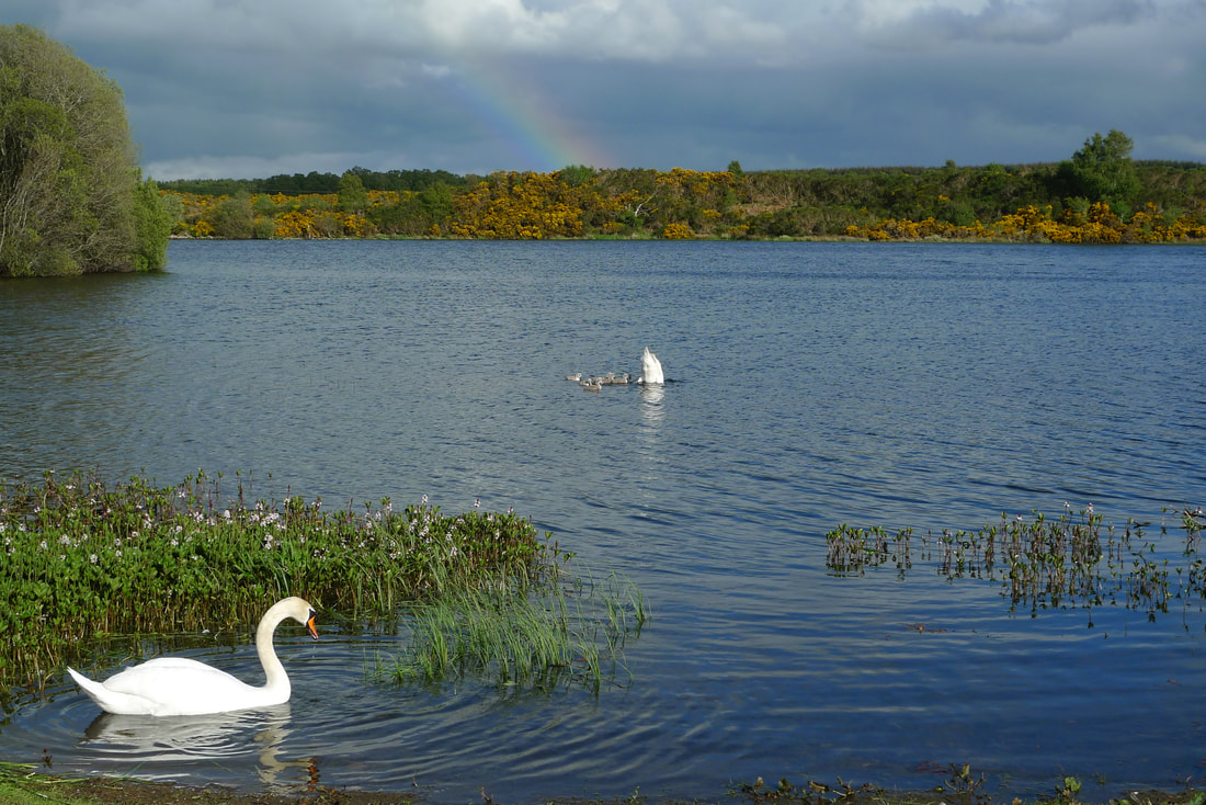 Loch Flemington with swans and a rainbow