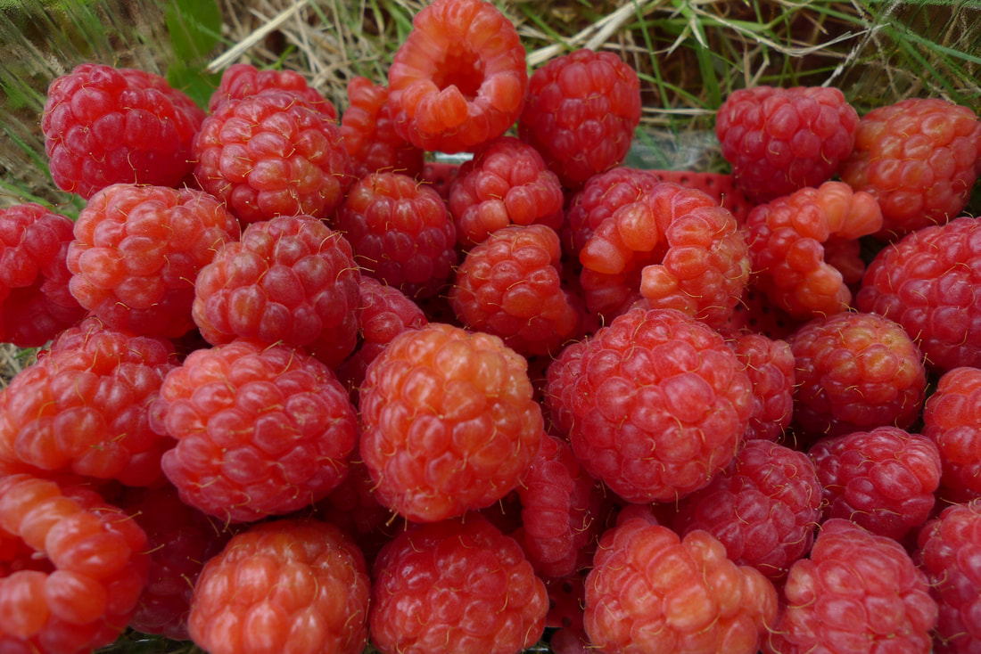 Raspberries from Milton Haugh Farm Shop, near Arbroath