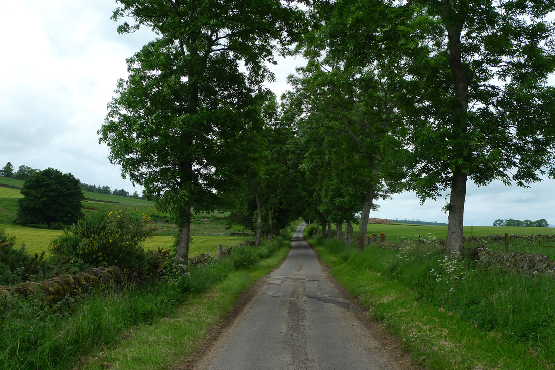 Jalan yang tenang dengan deretan pepohonan menuju Glamis Castle.  Sempurna untuk bersepeda