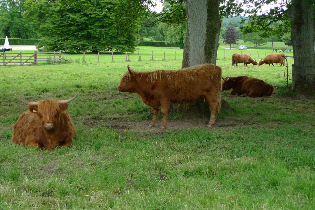 Highland cattle at Glamis Castle