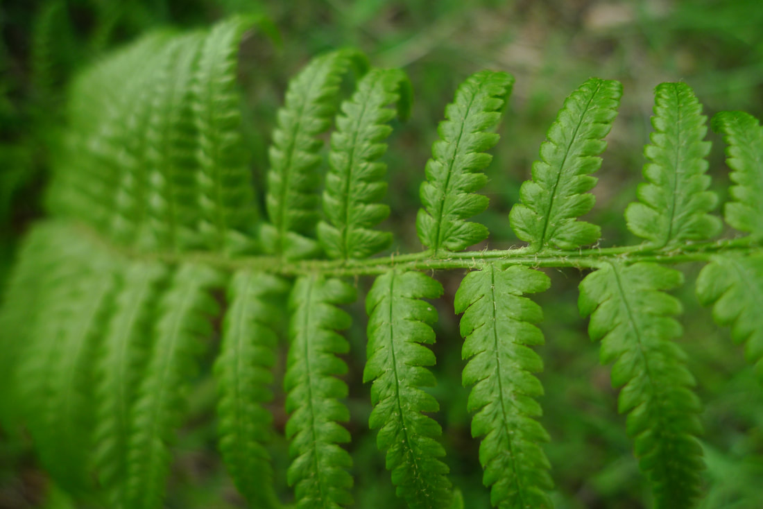 A fern in Glen Clova