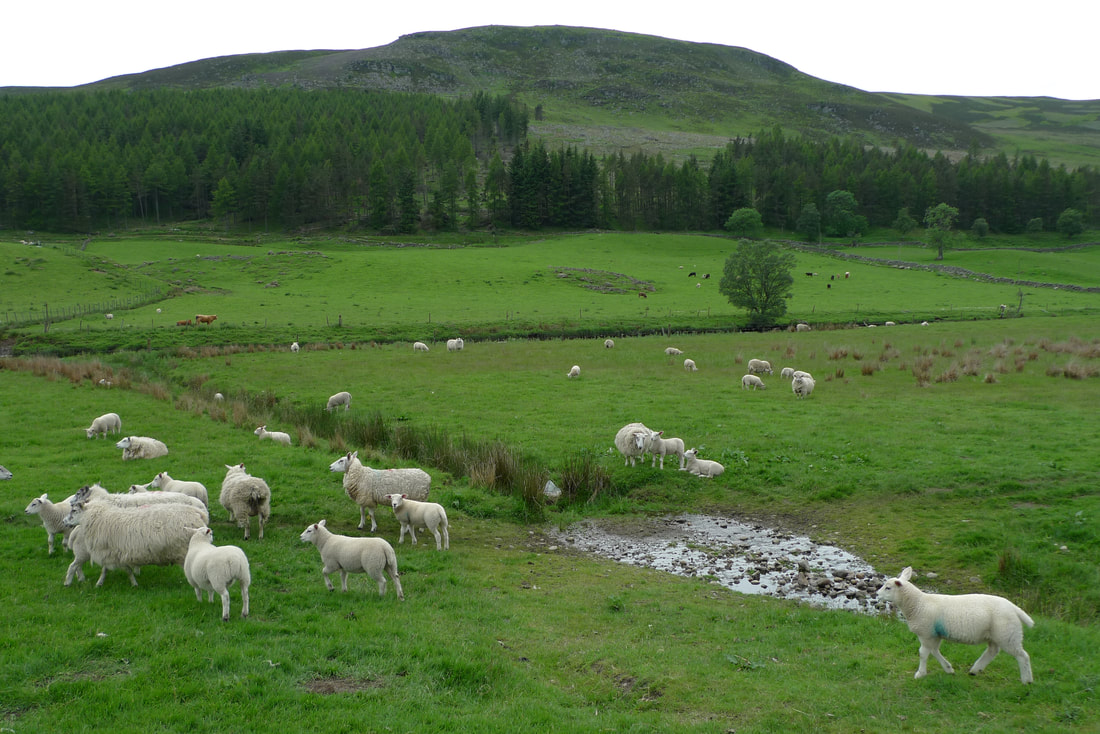 Sheep in Glen Clova