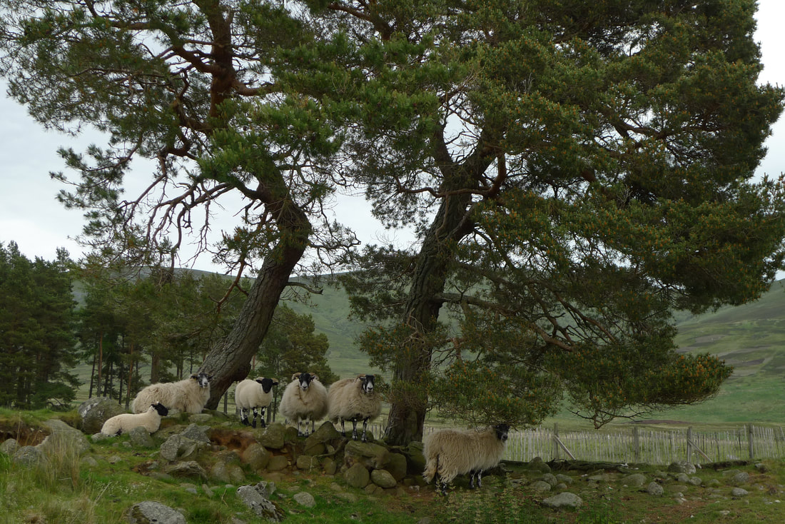 Five sheep under a tree in Glen Clova