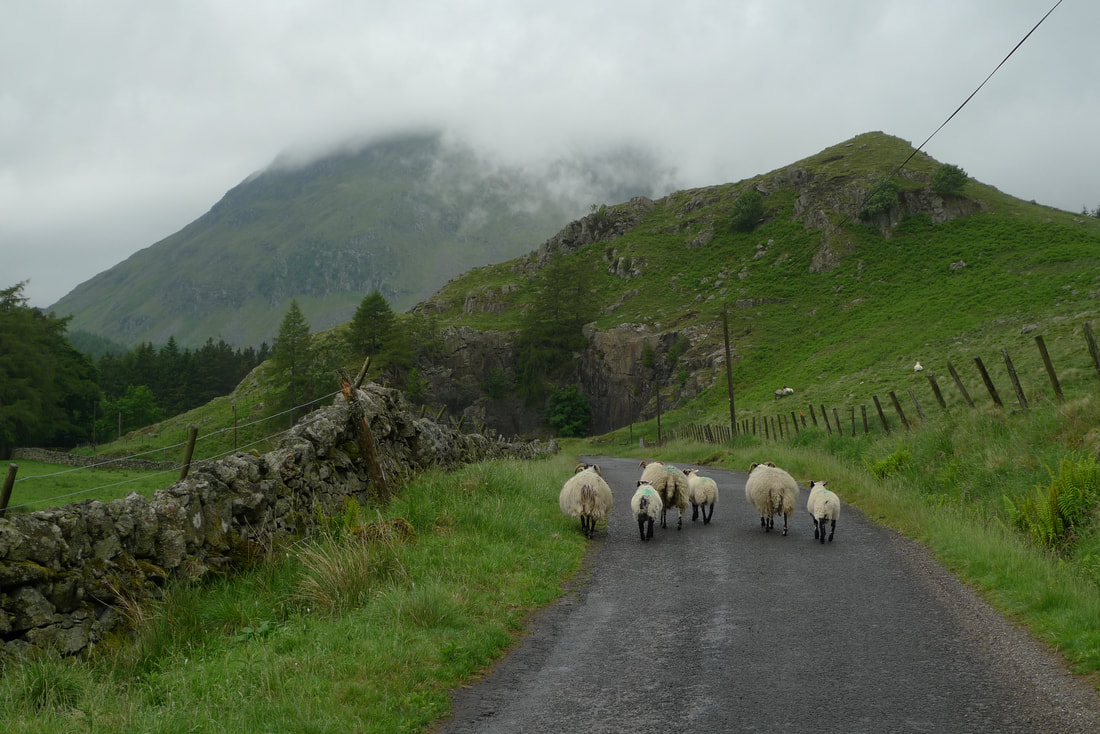Sheep on the road in Glen Doll